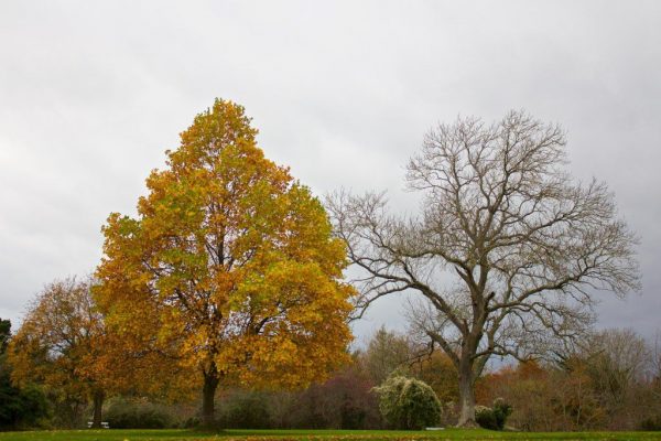 autumn CC0 contrast High-Resolution Stock trees free photo CC0