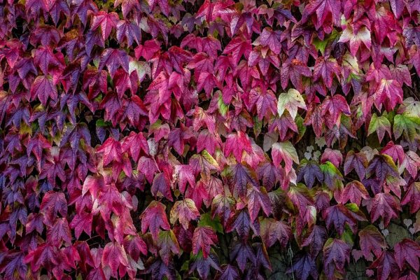 autumn CC0 colourful High-Resolution nature red Stock free photo CC0