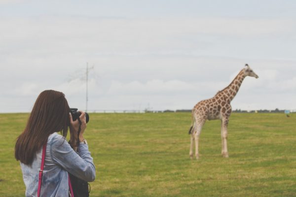 animal camera capture CC0 giraffe High-Resolution Mammal photographer Stock Wild woman free photo CC0