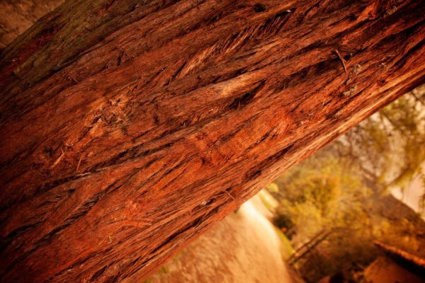bark CC0 forest High-Resolution red Stock texture tree wood free photo CC0