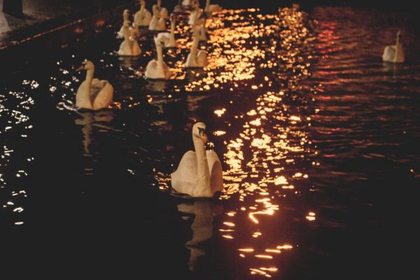 CC0 dark High-Resolution night red Stock swans water free photo CC0