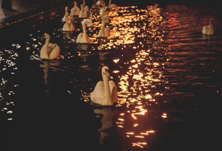 CC0 dark High-Resolution night red Stock swans water free photo CC0