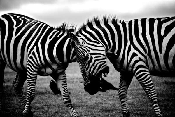 animal black & white CC0 gritty High-Resolution Mammal moody movement Stock Wild free photo CC0