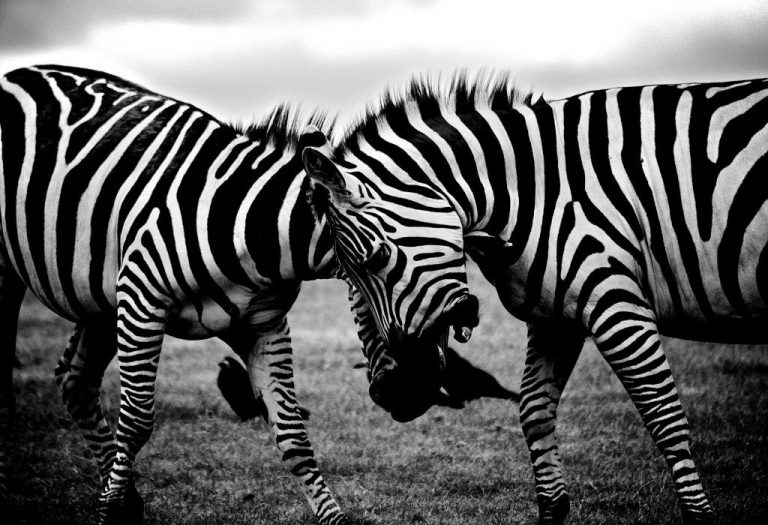 animal black & white CC0 gritty High-Resolution Mammal moody movement Stock Wild free photo CC0