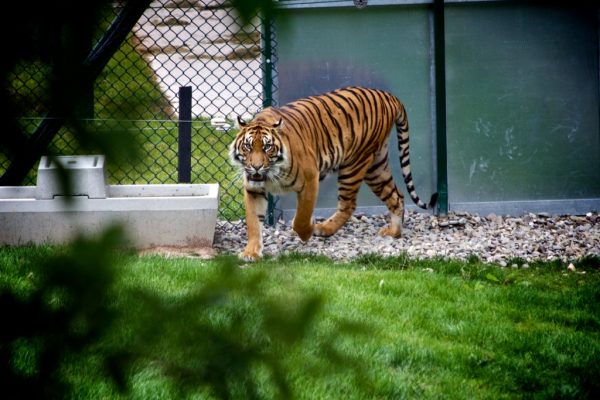 animal CC0 High-Resolution Mammal Stock tiger Wild wildlife free photo CC0