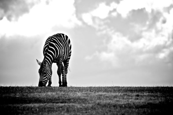 animal black CC0 eating High-Resolution Mammal Stock white Wild wildlife zebra free photo CC0