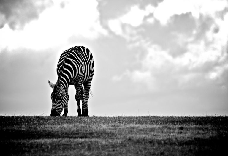 animal black CC0 eating High-Resolution Mammal Stock white Wild wildlife zebra free photo CC0