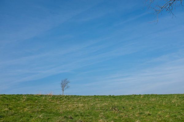 blue CC0 clouds forest High-Resolution minimal sky Stock tree wood free photo CC0