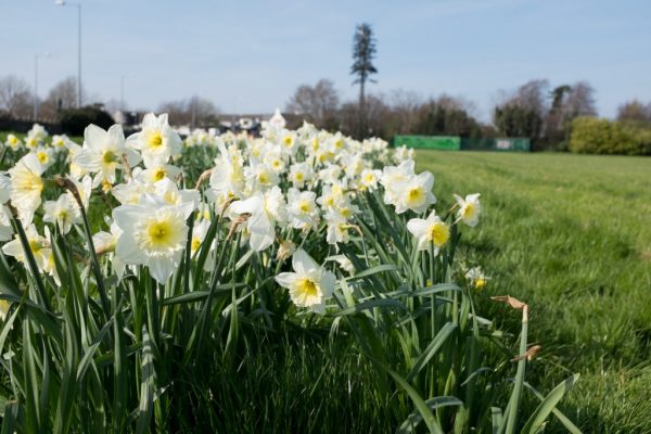 CC0 flowers green High-Resolution park Spring Stock white free photo CC0