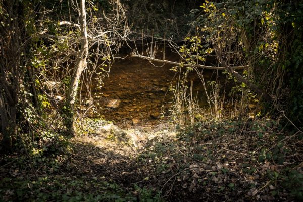 Brook calm CC0 forest High-Resolution night River Stock tree wood free photo CC0