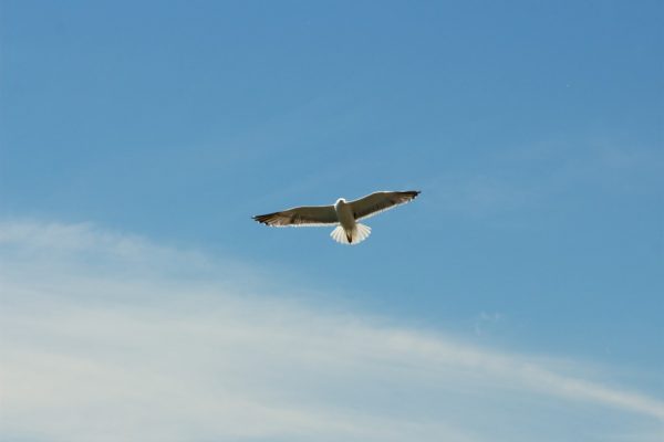 bird blue CC0 clouds flying High-Resolution sky Stock free photo CC0