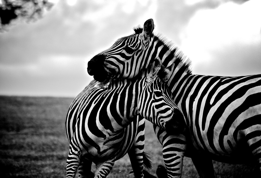 Download Zebra Mother and Child | Free Stock Photo and Image | Picography