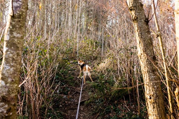 CC0 dog forest High-Resolution hike path Stock trees walk free photo CC0