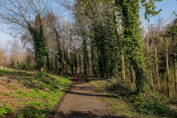 CC0 forest grass green High-Resolution hike path Spring Stock trees walk free photo CC0