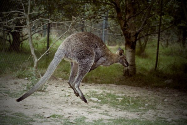 animal Australia CC0 High-Resolution jumping kangaroo park Stock trees zoo free photo CC0