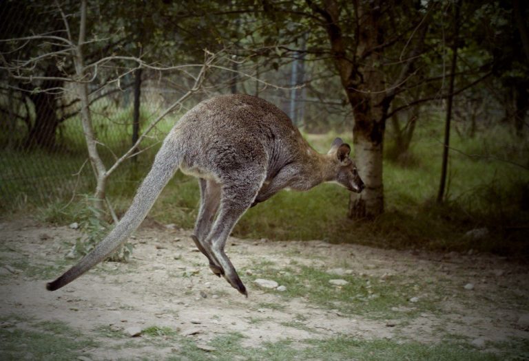 animal Australia CC0 High-Resolution jumping kangaroo park Stock trees zoo free photo CC0