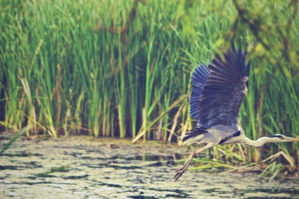 animal bird CC0 flying High-Resolution lake Mammal Marsh Plants pond Stock water Wild free photo CC0