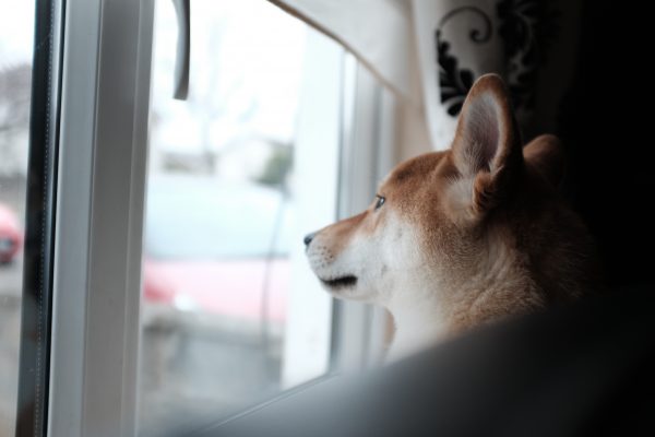 animal CC0 dog Friend High-Resolution Looking Mammal Pet Ponder Stock Thinking Wild Window free photo CC0