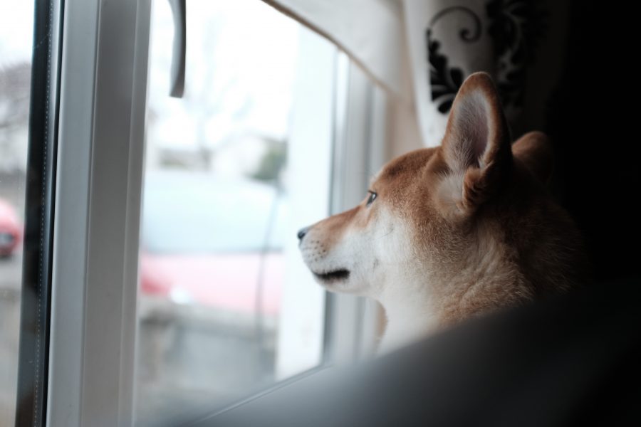 why do dogs like to look out windows