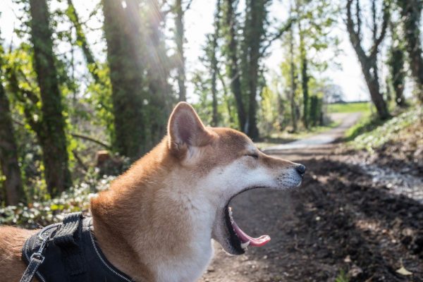 animal CC0 dog forest High-Resolution Mammal Pet Stock walk Wild Yawning free photo CC0