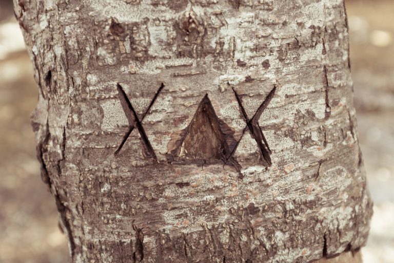bark CC0 Cross forest High-Resolution Scratched Stock Text tree wood free photo CC0