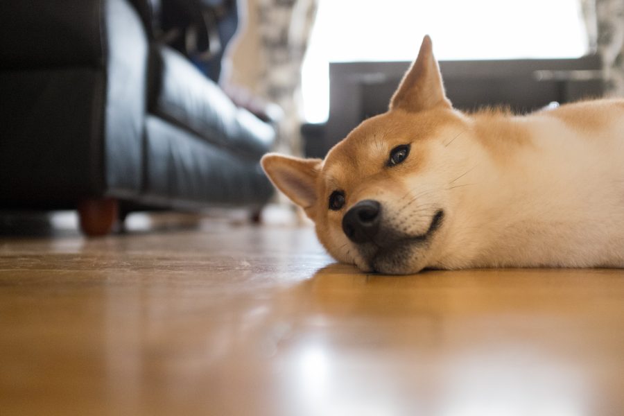 Download Tired Dog Floor | Free Stock Photo and Image | Picography