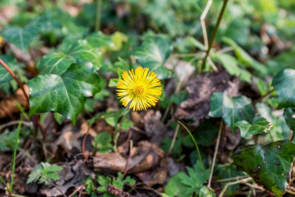 Bloom CC0 flower grass green High-Resolution Stock yellow free photo CC0