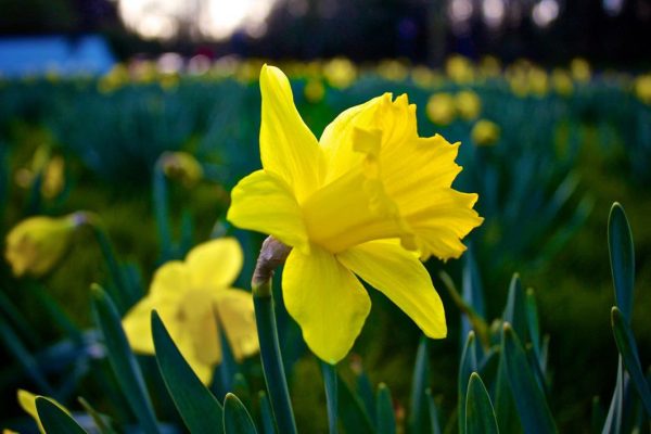 bokeh CC0 flower green High-Resolution Stock yellow free photo CC0