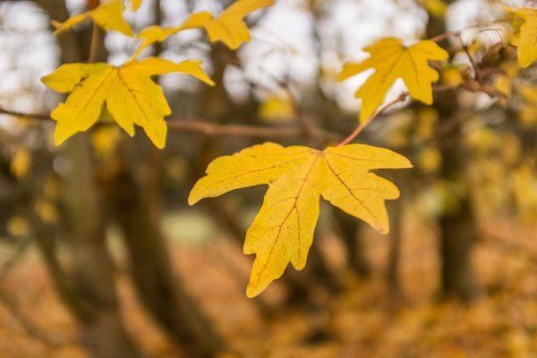 autumn CC0 forest High-Resolution leaves Stock tree wood free photo CC0