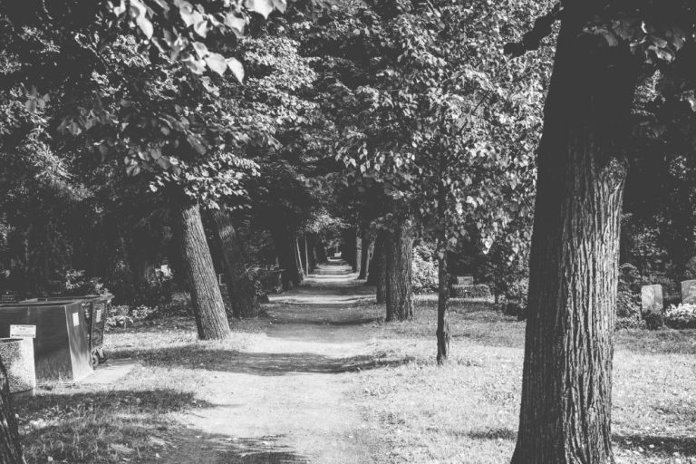 Berlin black CC0 forest High-Resolution Leaf Stock Trail tree walk white wood free photo CC0