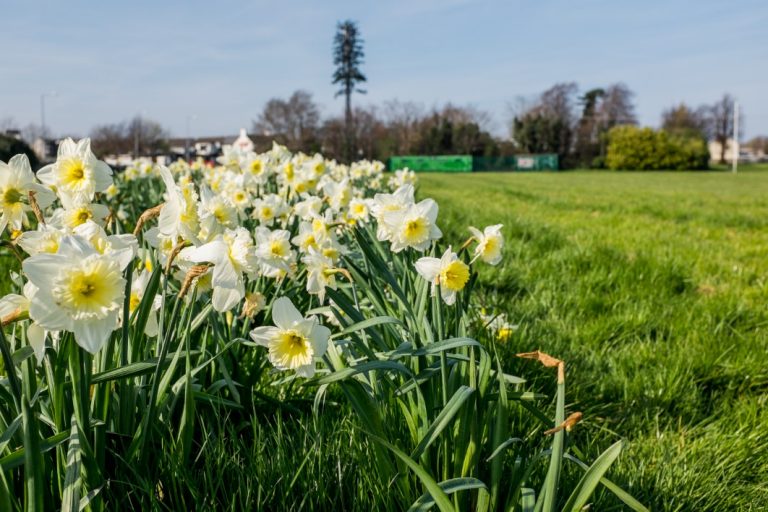 Blooming CC0 Daffodil grass green High-Resolution nature park Stock free photo CC0
