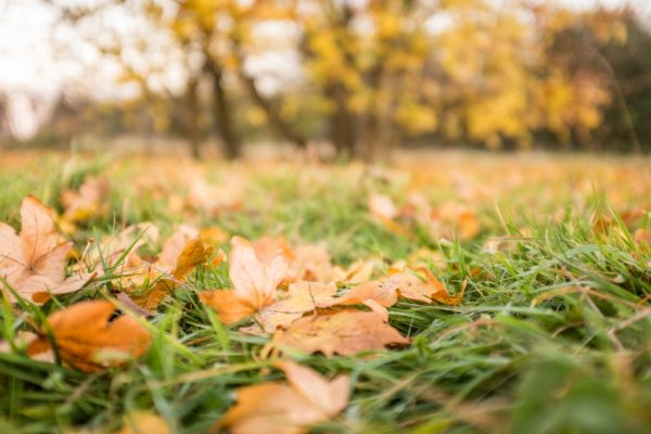 autumn CC0 Fall Falling forest High-Resolution Leaf leaves Season Stock tree free photo CC0