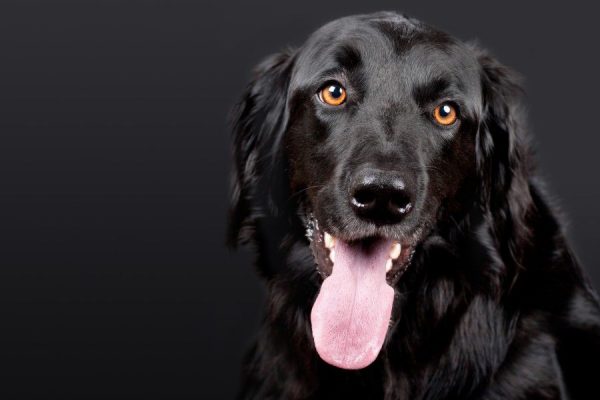 Animals black Canine dog Friend Lab Pet Retriever Wallpaper free photo CC0
