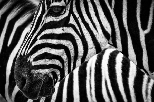 Animals black black & white Wallpaper white zebra free photo CC0