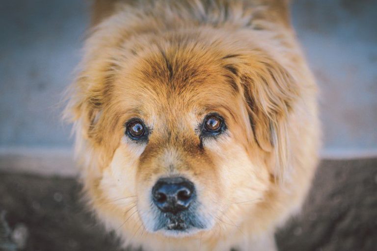 Animals Canine CC0 Close-Up Cute dog Friend High-Resolution Pet Stock Wallpaper free photo CC0