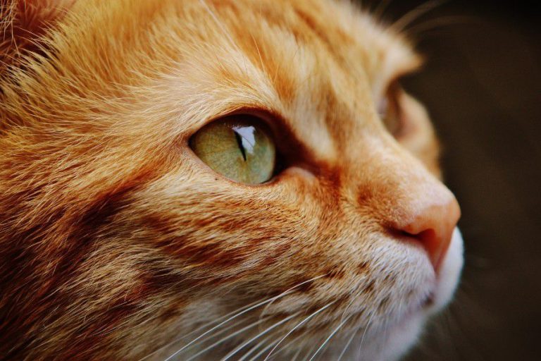 Animals Cat Closeup Feline Kitten Pet Wallpaper free photo CC0