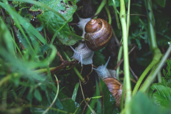 CC0 Garden High-Resolution leaves nature Snails Stock free photo CC0