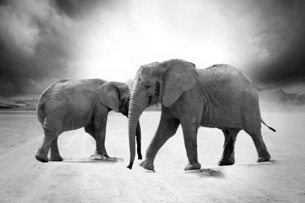 Animals Elephant Grayscale Wallpaper free photo CC0