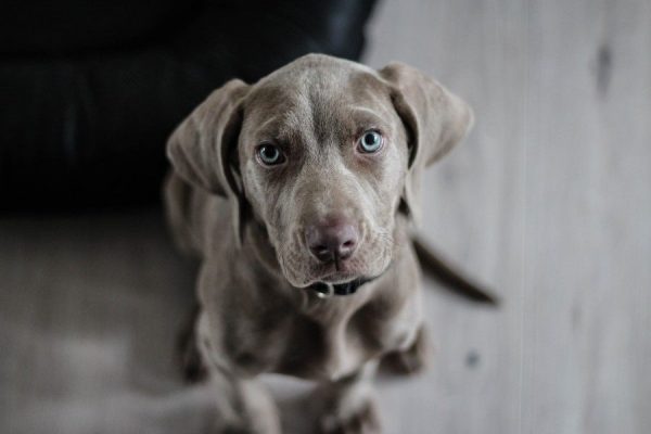 Animals Canine dog Friend Lab Pet Puppy Wallpaper free photo CC0