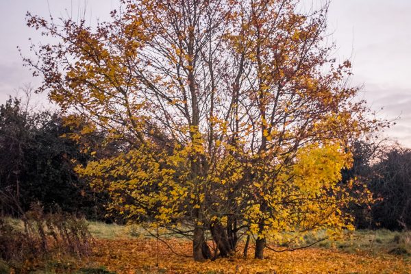 autumn CC0 Fall forest High-Resolution leaves Lonely park Stock tree Woods free photo CC0