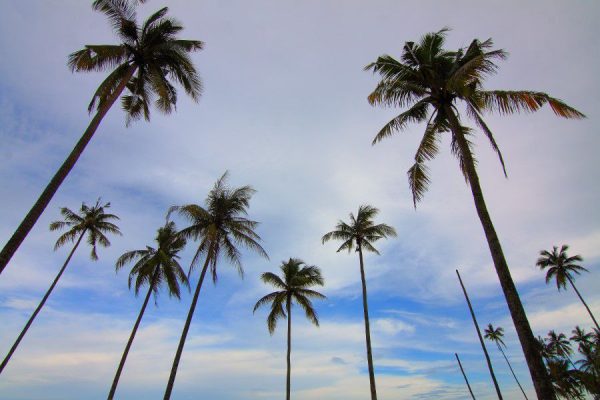 Adventure blue CC0 High-Resolution Holiday Palm sky Stock Tour travel trees Trek Vacation Voyage free photo CC0