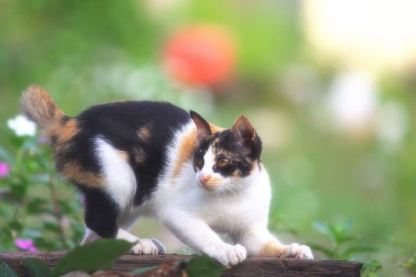 Animals Cat CC0 Feline Garden High-Resolution Kitten Pet Stock Wallpaper free photo CC0