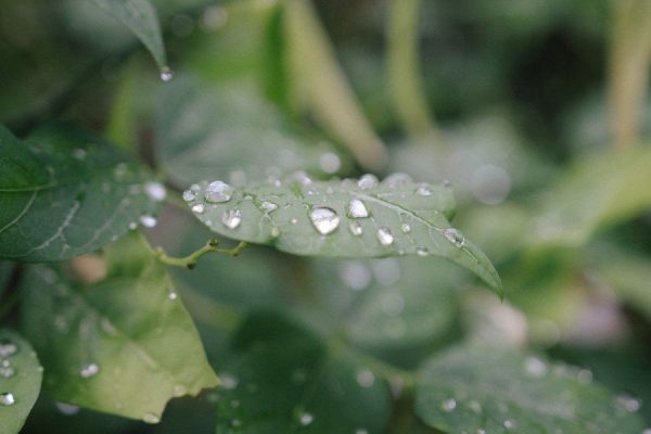 CC0 green High-Resolution Leaf nature Rain Stock free photo CC0