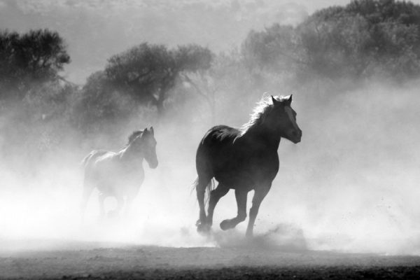 Animals black black & white Motion running Wallpaper white free photo CC0
