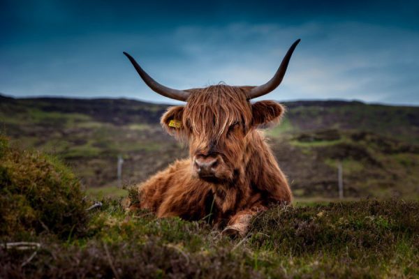 Animals Cow Highland Spring Wallpaper free photo CC0