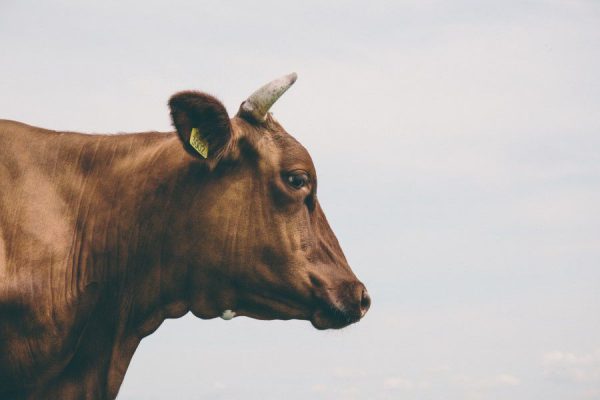 Animals brown CC0 Cow High-Resolution Side Spring Stock View Wallpaper free photo CC0