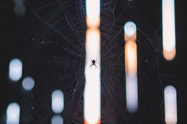 picography-spider-on-web-small-2-600x400