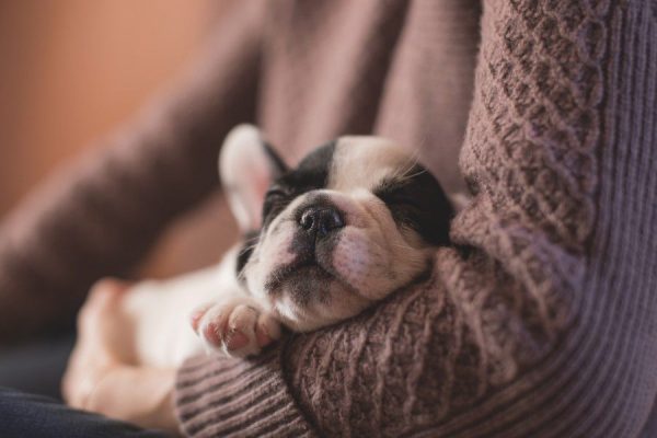 picography-white-and-black-puppy-small-2