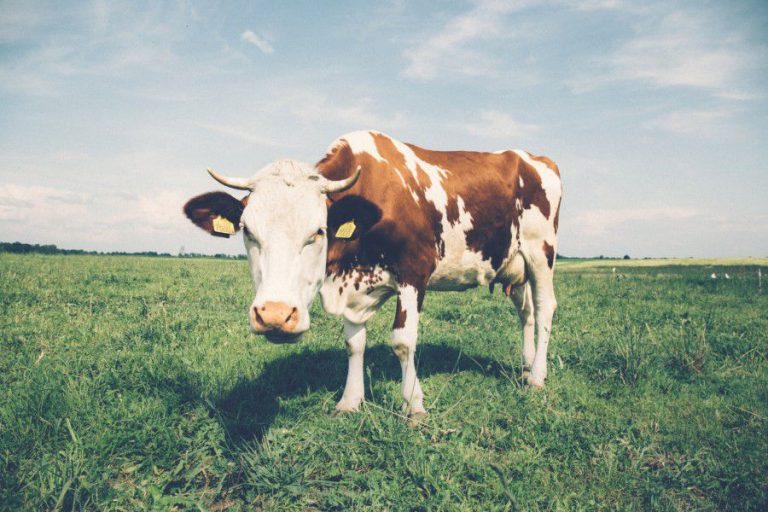 Animals brown CC0 Cow field High-Resolution Spring Stock Wallpaper white free photo CC0