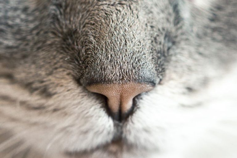 Animals Cat Closeup Feline Kitten Nose Pet Wallpaper free photo CC0
